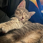 Bruce joined the competition — help win amazing prizes! animal, blanket, cat, closeup, comfort, cozy, cute, feline, fur, indoor, kitten, paw, pet, relaxation, resting, sleeping, snuggling, soft, tabby, whiskers