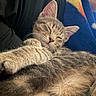 animal, blanket, cat, closeup, comfort, cozy, cute, feline, fur, indoor, kitten, paw, pet, relaxation, resting, sleeping, snuggling, soft, tabby, whiskers
