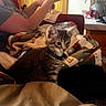 Bruce is registered to the contest to win money with this photo: animal, arm, bell, blanket, casual, cat, collar, comfort, couch, cozy, furniture, home, indoor, kitten, pattern, person, pet, relaxation, tabby, textile