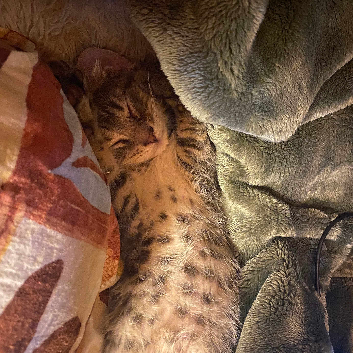 Bruce is registered to the contest to win money with this photo: animal, blanket, closeup, comfort, cozy, cute, domestic, fur, indoor, kitten, mammal, pet, pillow, relaxation, resting, sleeping, soft, tabby, warm, young