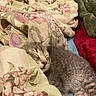 animal, bed, blanket, comfort, cozy, cute, domestic_cat, floral_pattern, fur, gray_tabby, indoor, kitten, nap, peaceful, pet, relaxation, rest, sleeping, soft, young_cat