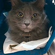 Coal joined the competition — help win amazing prizes! animal, blue, cat, closeup, comfort, cute, domestic_animal, ears, eyes, fabric, feline, fur, gray_cat, indoor, nose, paper_towel, pet_carrier, portrait, resting, whiskers