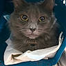 animal, blue, cat, closeup, comfort, cute, domestic_animal, ears, eyes, fabric, feline, fur, gray_cat, indoor, nose, paper_towel, pet_carrier, portrait, resting, whiskers