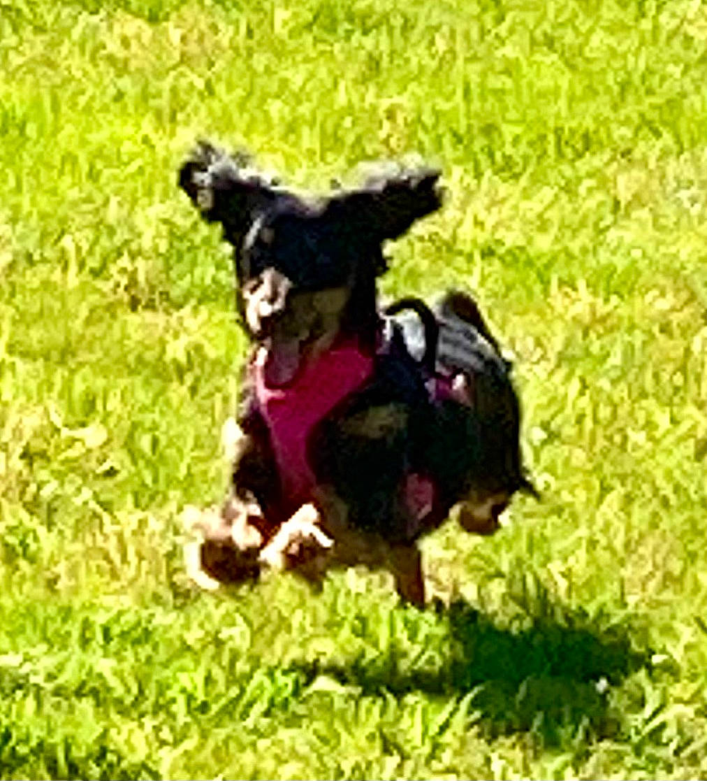 Josie joined the competition — help win amazing prizes! carnivore, companion_dog, dog, dog_breed, dog_collar, dog_supply, grass, grassland, groundcover, guard_dog, liver, magenta, pet_supply, plant, sporting_group, tail, toy, toy_dog, working_animal, working_dog