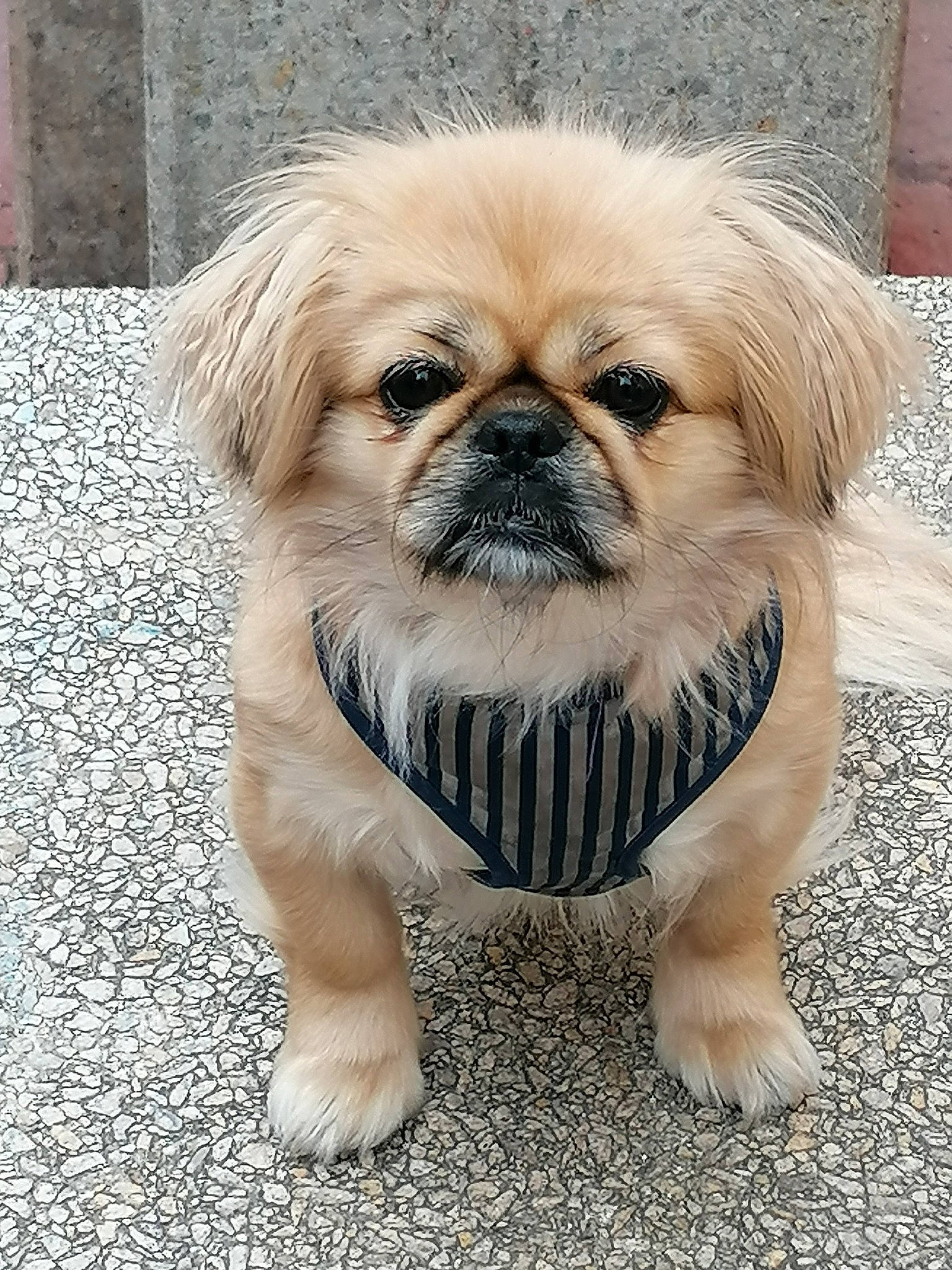 Lollie a rejoint le concours — aidez-le/la à gagner de superbes lots ! ancient_dog_breeds, canidae, carnivore, chinese_imperial_dog, companion_dog, dog, dog_breed, fawn, mammal, pekingese, puppy, rare_breed_dog, snout, sporting_group, tibetan_spaniel, toy_dog, vertebrate, whiskers