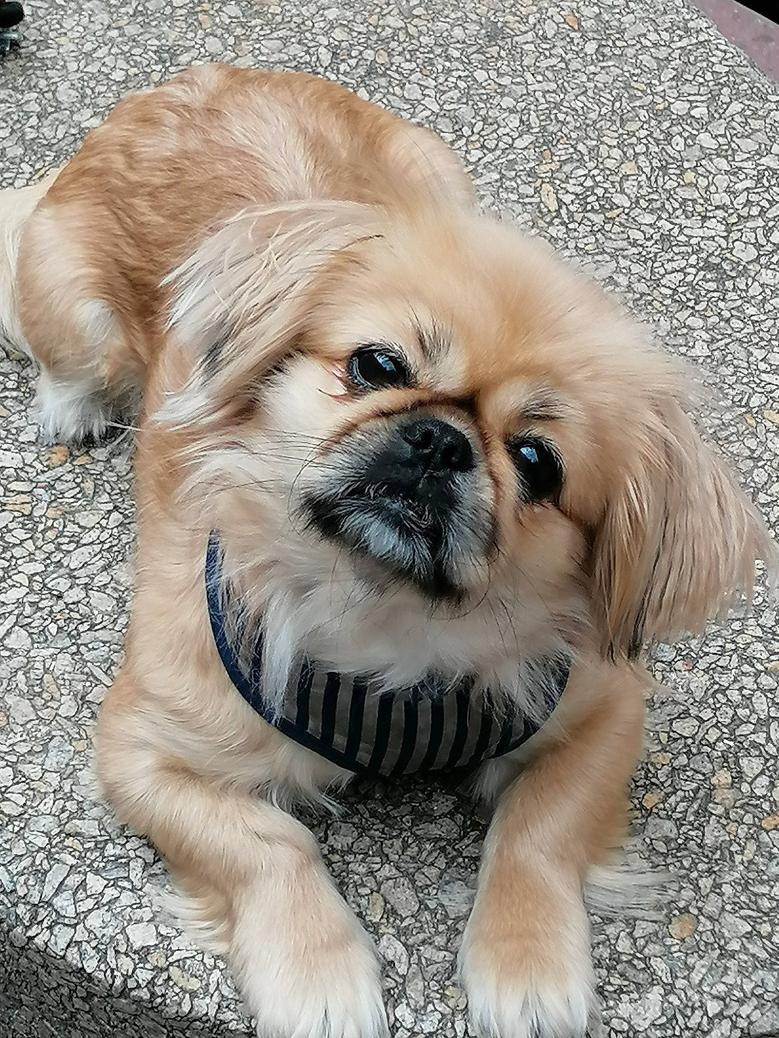 Lollie a rejoint le concours — aidez-le/la à gagner de superbes lots ! ancient_dog_breeds, canidae, carnivore, chinese_imperial_dog, companion_dog, dog, dog_breed, eye, fawn, mammal, pekapoo, pekingese, puppy, rare_breed_dog, snout, sporting_group, tibetan_spaniel, toy_dog, vertebrate, whiskers