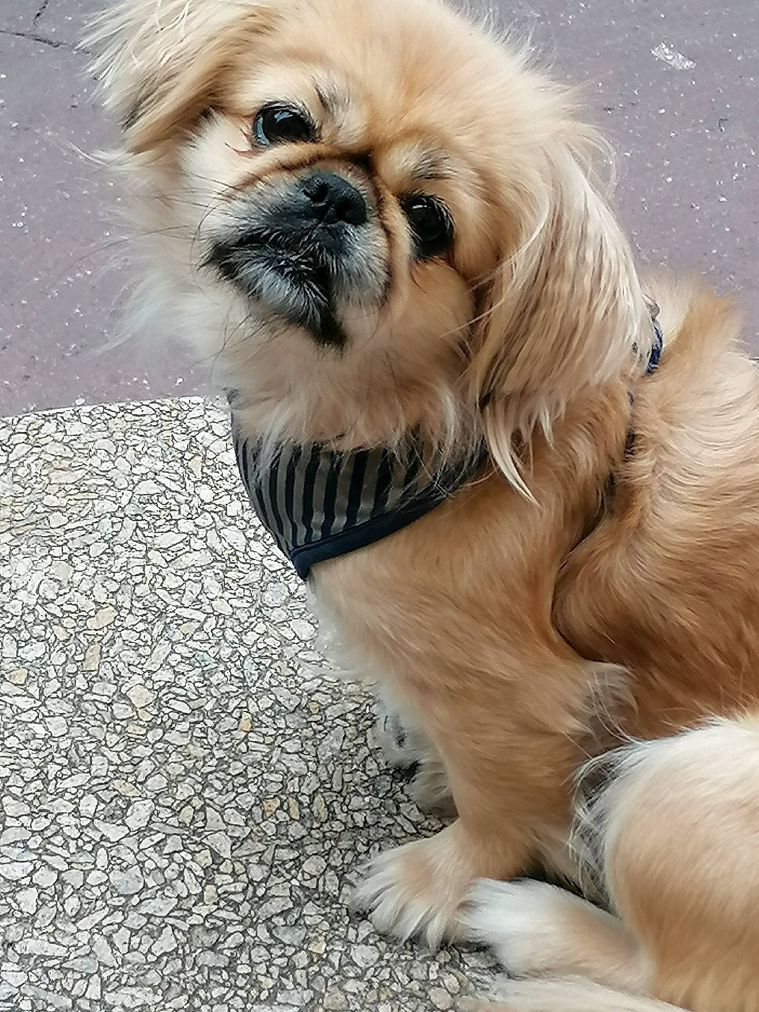 Lollie participe au concours pour gagner de l'argent avec cette photo : ancient_dog_breeds, canidae, carnivore, chinese_imperial_dog, companion_dog, dog, dog_breed, fawn, fur, japanese_chin, mammal, pekingese, puppy, rare_breed_dog, snout, sporting_group, tibetan_spaniel, toy_dog, vertebrate, whiskers