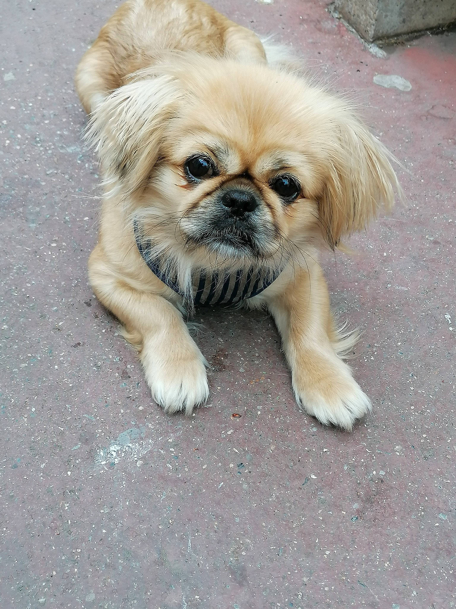 Lollie a rejoint le concours — aidez-le/la à gagner de superbes lots ! ancient_dog_breeds, canidae, carnivore, chinese_imperial_dog, companion_dog, dog, dog_breed, fawn, mammal, pekingese, puppy, rare_breed_dog, snout, sporting_group, tibetan_spaniel, toy_dog, vertebrate