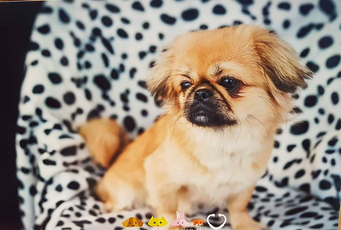 Lollie a rejoint le concours — aidez-le/la à gagner de superbes lots ! ancient_dog_breeds, canidae, carnivore, chinese_imperial_dog, companion_dog, dog, dog_breed, fawn, japanese_chin, mammal, pekapoo, pekingese, puppy, puppy_love, rare_breed_dog, snout, sporting_group, tibetan_spaniel, vertebrate, whiskers