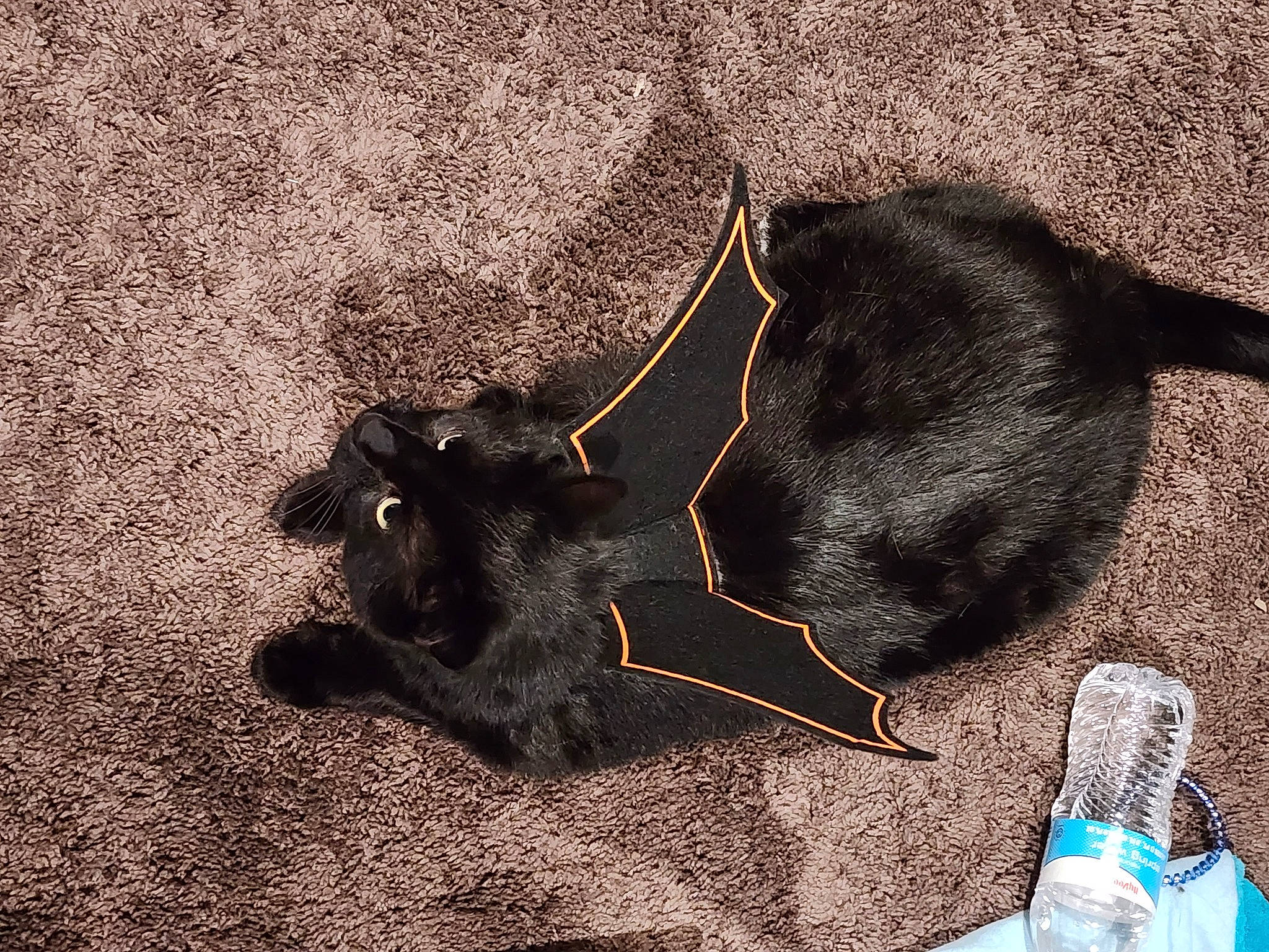 Kevin is registered to the contest to win money with this photo: black_cat, carnivore, collar, comfort, dog_breed, fashion_accessory, felidae, foot, grey, leash, paw, small_to_medium_sized_cats, snout, sporting_group, tail, terrestrial_animal, tints_and_shades, water_bottle, whiskers, working_animal