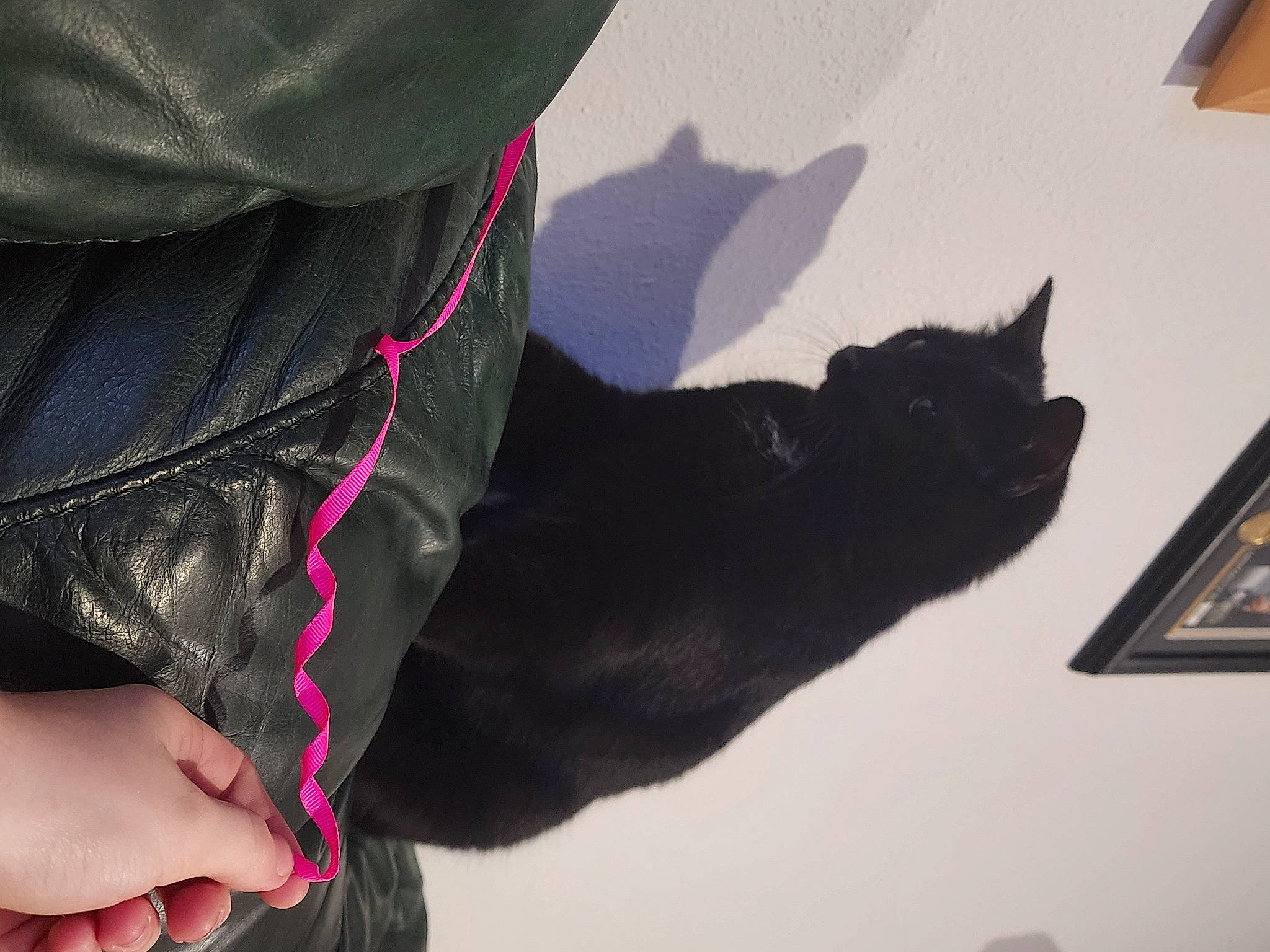 Kevin is registered to the contest to win money with this photo: carnivore, cat, denim, electric_blue, fashion_accessory, felidae, gesture, grey, human_leg, leather_jacket, magenta, pattern, picture_frame, sleeve, small_to_medium_sized_cats, tail, tartan, textile, waist, whiskers