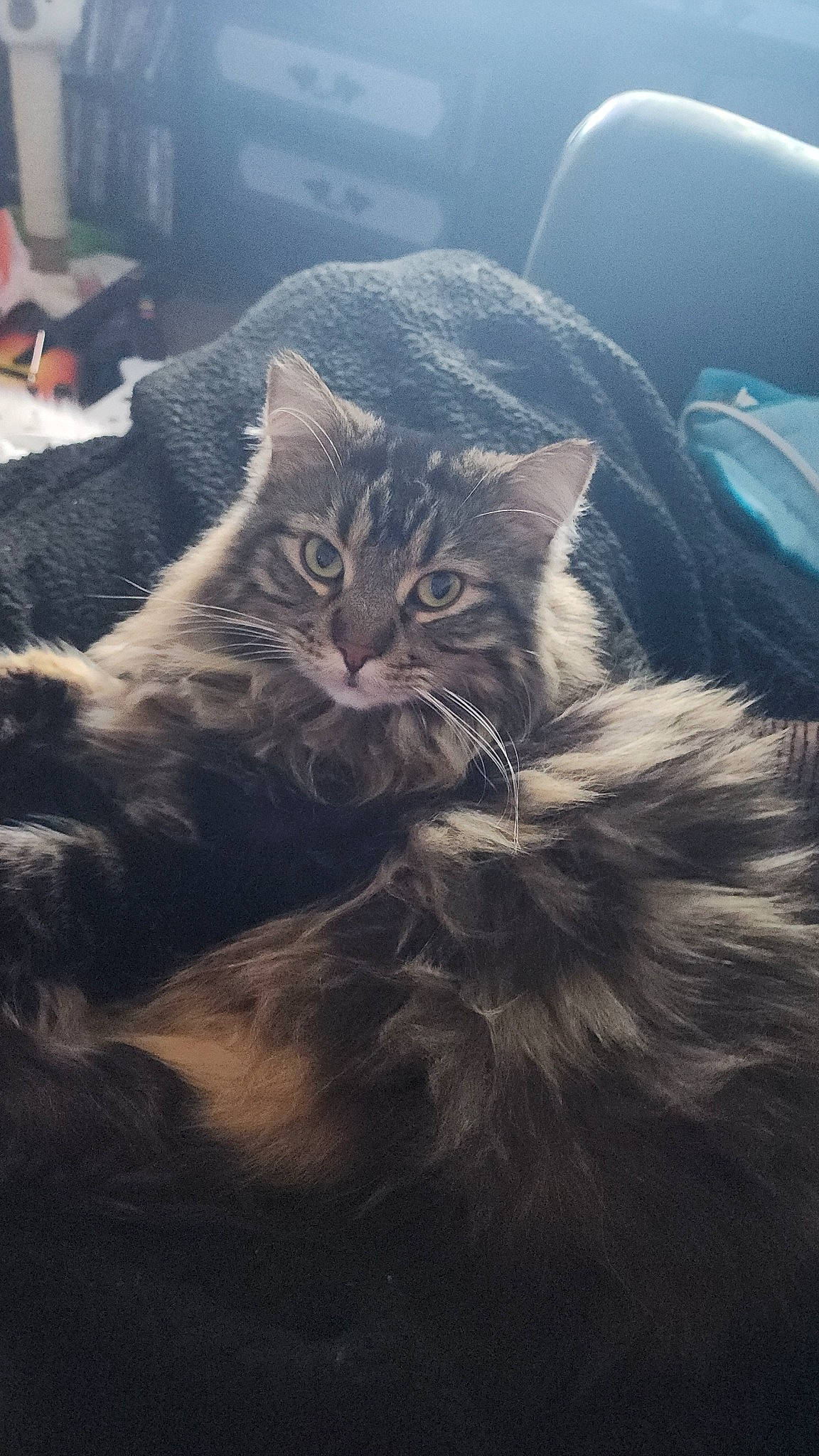 Snickers is registered to the contest to win money with this photo: automotive_tire, carnivore, cat, cloud, domestic_short_haired_cat, felidae, fur, grass, metal, meteorological_phenomenon, mountain, paw, plant, sky, small_to_medium_sized_cats, snout, tree, whiskers, window, winter