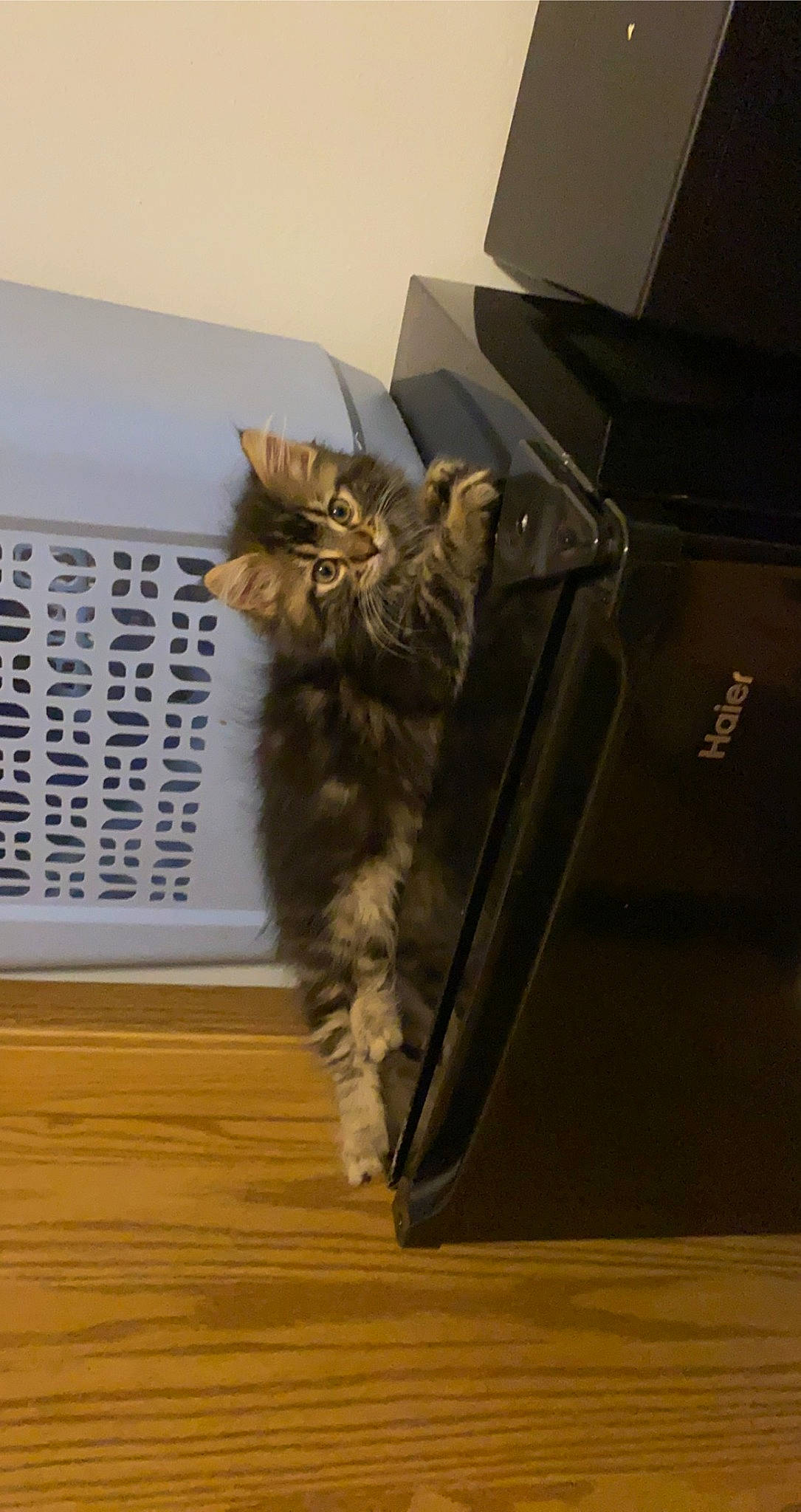 Snickers joined the competition — help win amazing prizes! box, cardboard, carnivore, carton, cat, domestic_short_haired_cat, fawn, felidae, flooring, fur, hardwood, maine_coon, packaging_and_labeling, shelf, shipping_box, small_to_medium_sized_cats, tail, whiskers, wood, wood_flooring