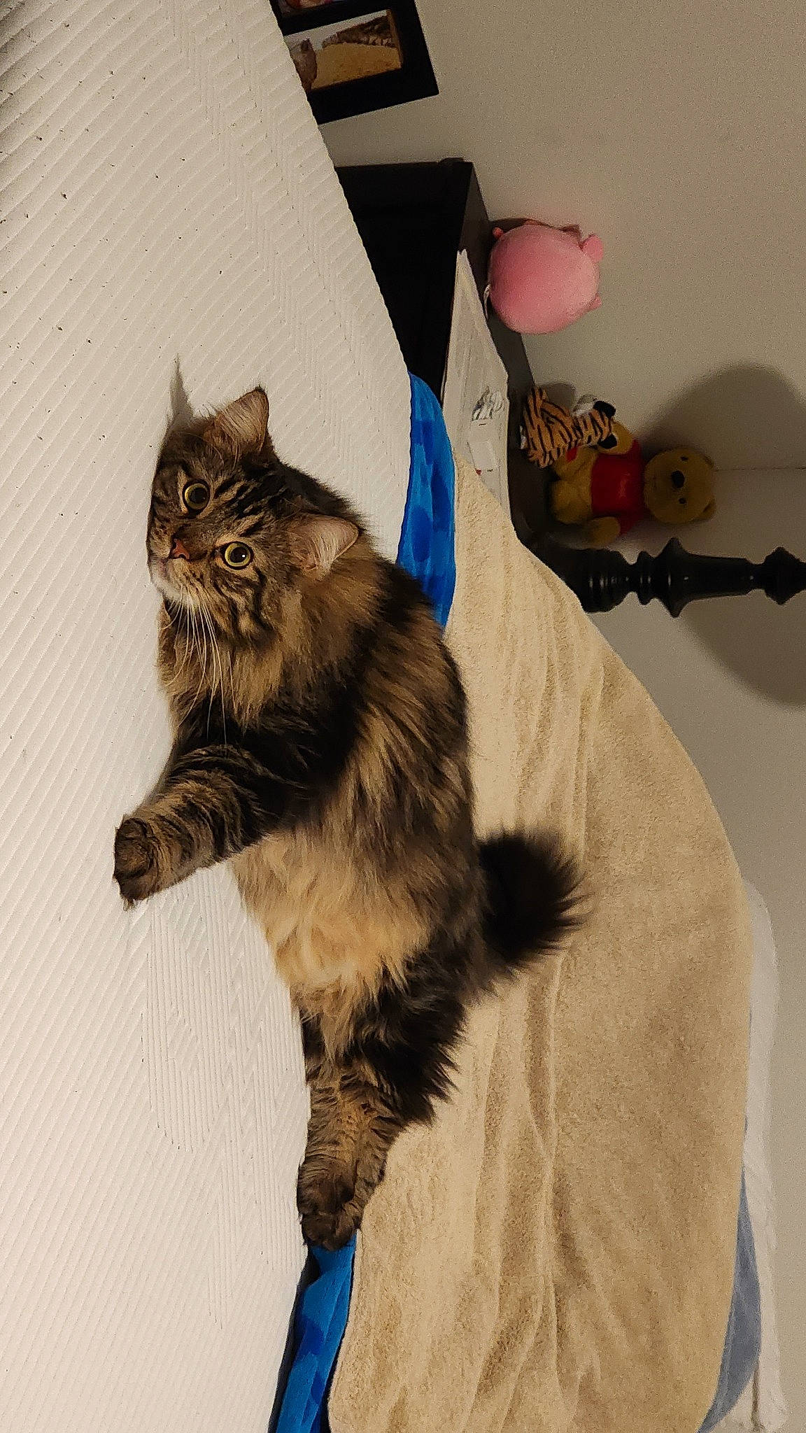 Snickers is registered to the contest to win money with this photo: art, bag, black_cat, box, carnivore, cat, claw, comfort, domestic_short_haired_cat, fawn, felidae, fur, grey, maine_coon, paw, room, small_to_medium_sized_cats, tail, whiskers, wood