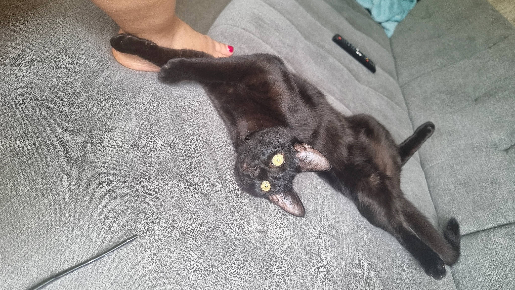 Luta is registered to the contest to win money with this photo: black_cat, carnivore, cat, claw, comfort, dog_breed, domestic_short_haired_cat, felidae, flooring, fur, grey, hardwood, havana_brown, human_leg, paw, small_to_medium_sized_cats, sporting_group, tail, whiskers, wood