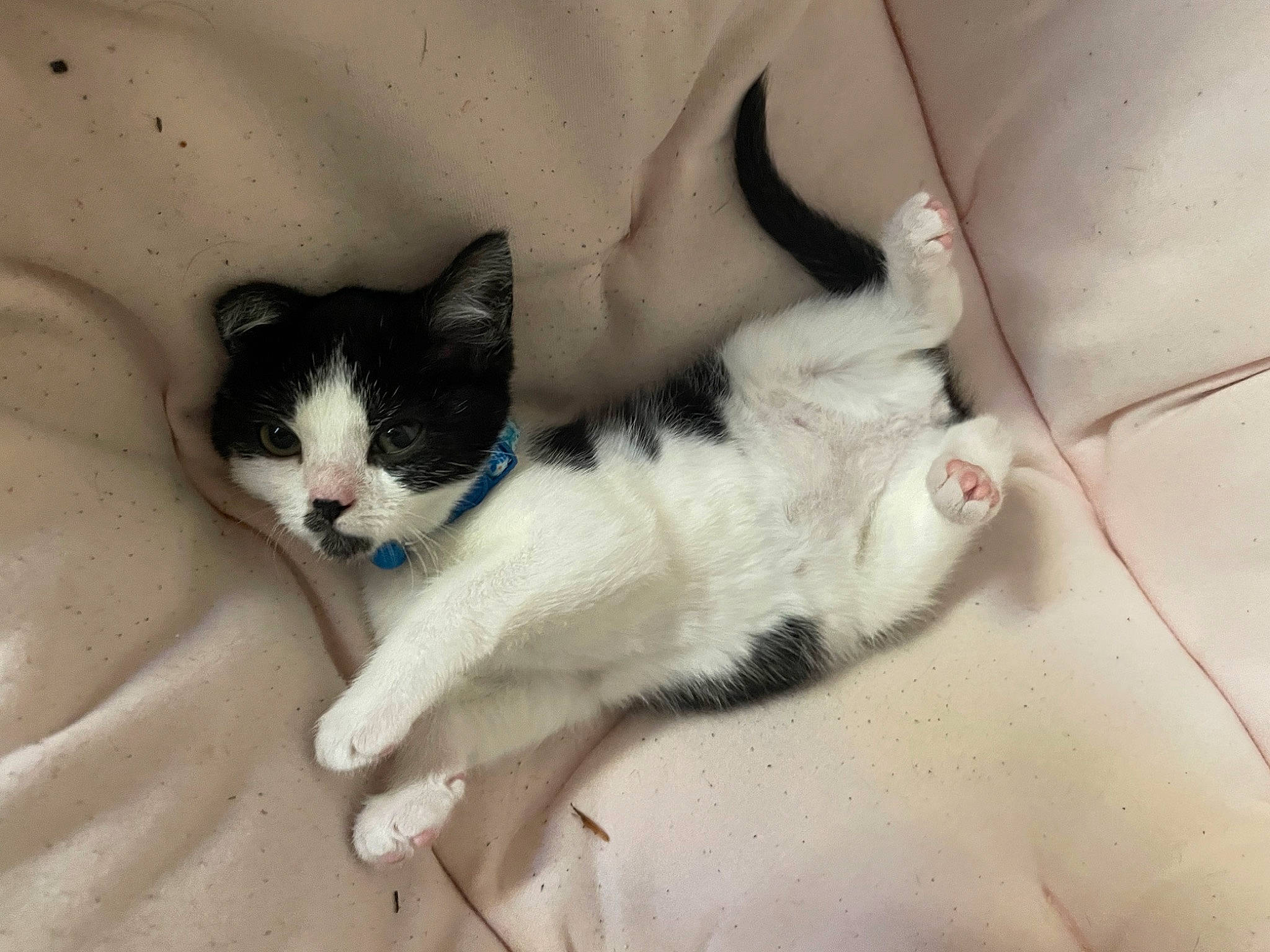 Eclipse joined the competition — help win amazing prizes! carnivore, cat, claw, comfort, domestic_short_haired_cat, eye, felidae, foot, fur, grey, head, human_leg, nap, paw, sitting, small_to_medium_sized_cats, snout, tail, whiskers