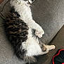 Nayla is registered to the contest to win money with this photo: animal, cat, comfort, couch, cozy, cute, domestic, feline, fluffy, fur, gray, indoor, nap, paws, peaceful, pet, relaxed, resting, sleeping, whiskers
