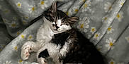 Nayla joined the competition — help win amazing prizes! animal, blanket, cat, comfort, cozy, cute, daisy_pattern, domestic_cat, fluffy, fur, indoor, mammal, nap, paw, pet, relaxation, resting, sleeping, soft_texture, whiskers