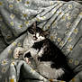 animal, blanket, cat, comfort, cozy, cute, daisy_pattern, domestic_cat, fluffy, fur, indoor, mammal, nap, paw, pet, relaxation, resting, sleeping, soft_texture, whiskers