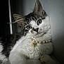 Nayla is registered to the contest to win money with this photo: cat, pet, fluffy, white, tabby, necklace, bell, closeup, portrait, animal, indoor, curious, cute, feline, soft_lighting, wall, relaxed, whiskers, ears, paw