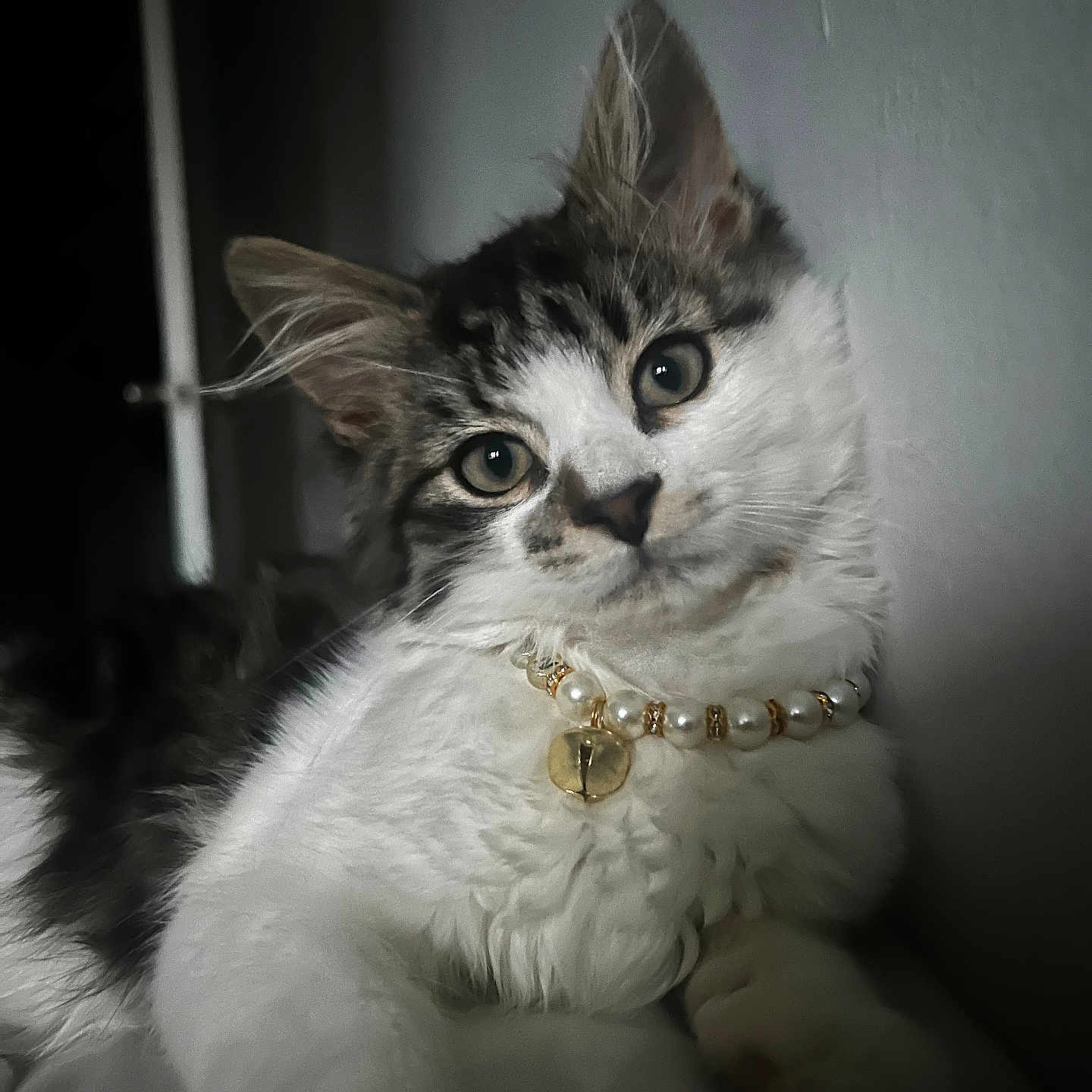 Nayla is registered to the contest to win money with this photo: animal, bell, cat, closeup, curious, cute, ears, feline, fluffy, indoor, necklace, paw, pet, portrait, relaxed, soft_lighting, tabby, wall, whiskers, white