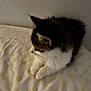 Nayla is registered to the contest to win money with this photo: animal, bed, cat, cozy, cute, domestic, feline, fluffy, fur, indoor, pattern, paw, pet, quiet, relaxed, resting, sheet, side_view, sleepy, whiskers