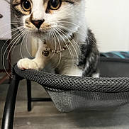 Nayla joined the competition — help win amazing prizes! kitten, cat, pet, close_up, curious, whiskers, bell_collar, feline, indoor, mesh_fabric, paw, young_animal, gray, white, fur, animal, cute, domestic_cat, portrait, focus