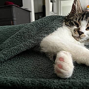 Nayla is registered to the contest to win money with this photo: blanket, cat, closeup, cozy, cute, domestic, feline, fur, household, indoor, kitten, paw, pet, pink_paw_pads, relaxed, resting, sleepy, stretching, tabby, whiskers