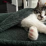 blanket, cat, closeup, cozy, cute, domestic, feline, fur, household, indoor, kitten, paw, pet, pink_paw_pads, relaxed, resting, sleepy, stretching, tabby, whiskers