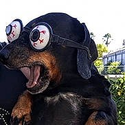 Charlie is registered to the contest to win money with this photo: animal, black_dog, canine, closeup, companion, cute, dog, ears, expression, eyeball_glasses, eyeglasses, funny, fur, mouth_open, nature, outdoor, pet, playful, sunlight, tongue