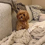 Penny joined the competition — help win amazing prizes! dog, small_dog, brown_dog, fluffy, couch, blanket, pillows, indoor, cozy, pet, fur, curious, seated, comfort, home, living_room, furniture, soft_texture, relaxed, cute