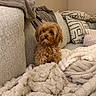 dog, small_dog, brown_dog, fluffy, couch, blanket, pillows, indoor, cozy, pet, fur, curious, seated, comfort, home, living_room, furniture, soft_texture, relaxed, cute