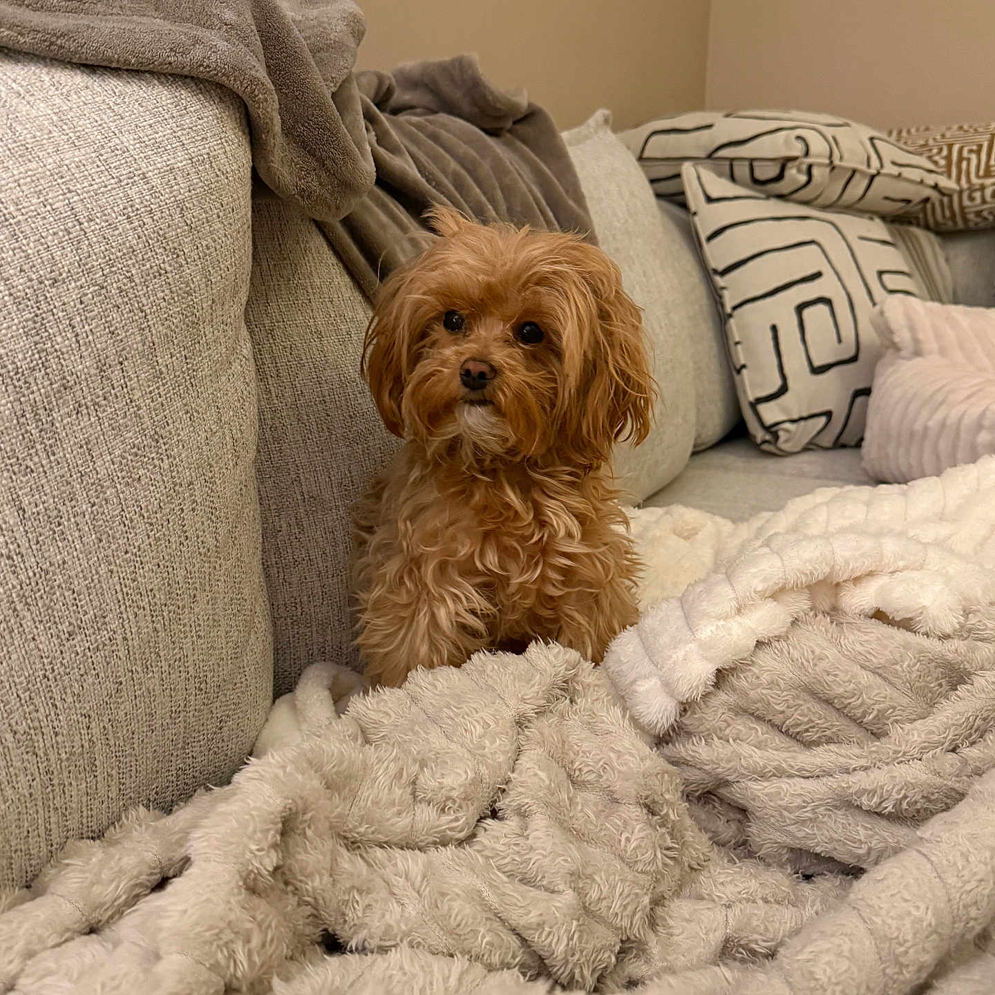 Penny joined the competition — help win amazing prizes! dog, small_dog, brown_dog, fluffy, couch, blanket, pillows, indoor, cozy, pet, fur, curious, seated, comfort, home, living_room, furniture, soft_texture, relaxed, cute