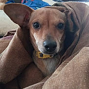 Dixie Bell joined the competition — help win amazing prizes! animal, bed, blanket, brown, canine, collar, comfort, cozy, cute, dog, domestic, ears, fur, indoor, looking, pet, portrait, resting, sleepy, snug