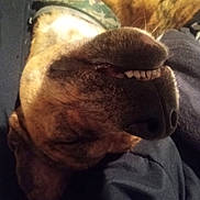 Loki joined the competition — help win amazing prizes! dog, close_up, sleeping, smiling, teeth, collar, brown_fur, canine, pet, resting, indoor, cute, animal, face, snout, whiskers, fur, relaxed, portrait, camouflage