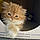 Klaus