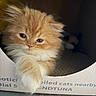 Klaus is registered to the contest to win money with this photo: kitten, cat, fluffy, orange_cat, white_fur, paw, cardboard_box, relaxed, cute, pet, animal, feline, soft_lighting, indoor, cozy, closeup, sleepy, young_cat, domestic_cat, curious