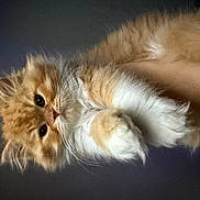 Klaus joined the competition — help win amazing prizes! kitten, cat, orange_cat, fluffy, cute, pet, animal, furry, whiskers, paws, close_up, indoor, young, adorable, domestic_cat, small_animal, soft_fur, mammal, portrait, curious