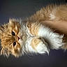 kitten, cat, orange_cat, fluffy, cute, pet, animal, furry, whiskers, paws, close_up, indoor, young, adorable, domestic_cat, small_animal, soft_fur, mammal, portrait, curious