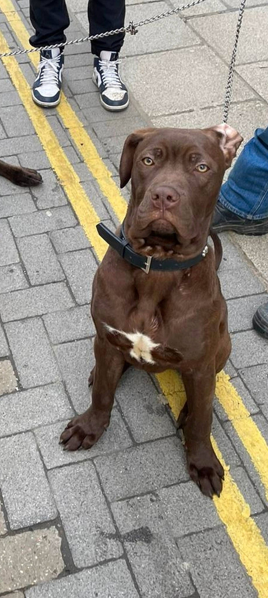 Duke joined the competition — help win amazing prizes! canidae, carnivore, collar, companion_dog, dog, dog_breed, dog_collar, fawn, fur, guard_dog, leash, liver, retriever, road_surface, snout, sporting_group, tail, tire, wheel, working_animal