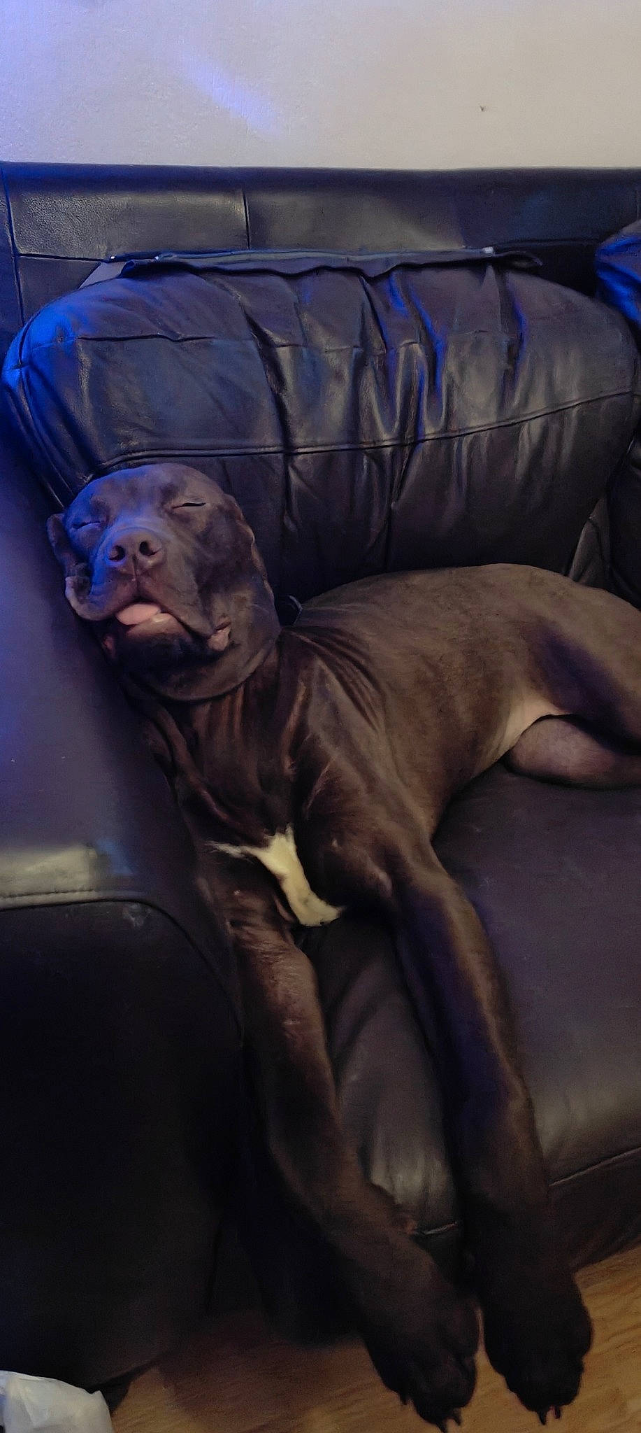 Duke joined the competition — help win amazing prizes! art, canidae, carnivore, comfort, companion_dog, dog, dog_breed, fang, felidae, grey, guard_dog, liver, metal, non_sporting_group, sculpture, snout, sporting_group, terrestrial_animal, whiskers, wrinkle