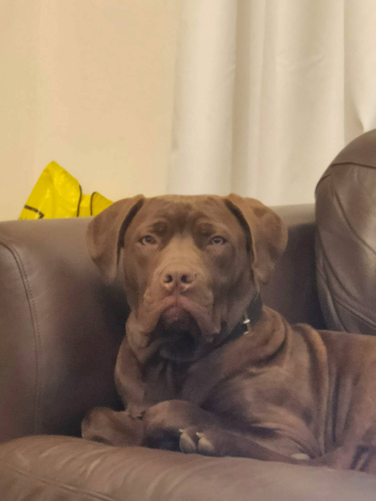 Duke is registered to the contest to win money with this photo: carnivore, comfort, companion_dog, curtain, dog, dog_breed, dog_supply, fawn, flooring, fur, gun_dog, hardwood, liver, pet_supply, pointing_breed, snout, sporting_group, terrestrial_animal, wood, working_animal