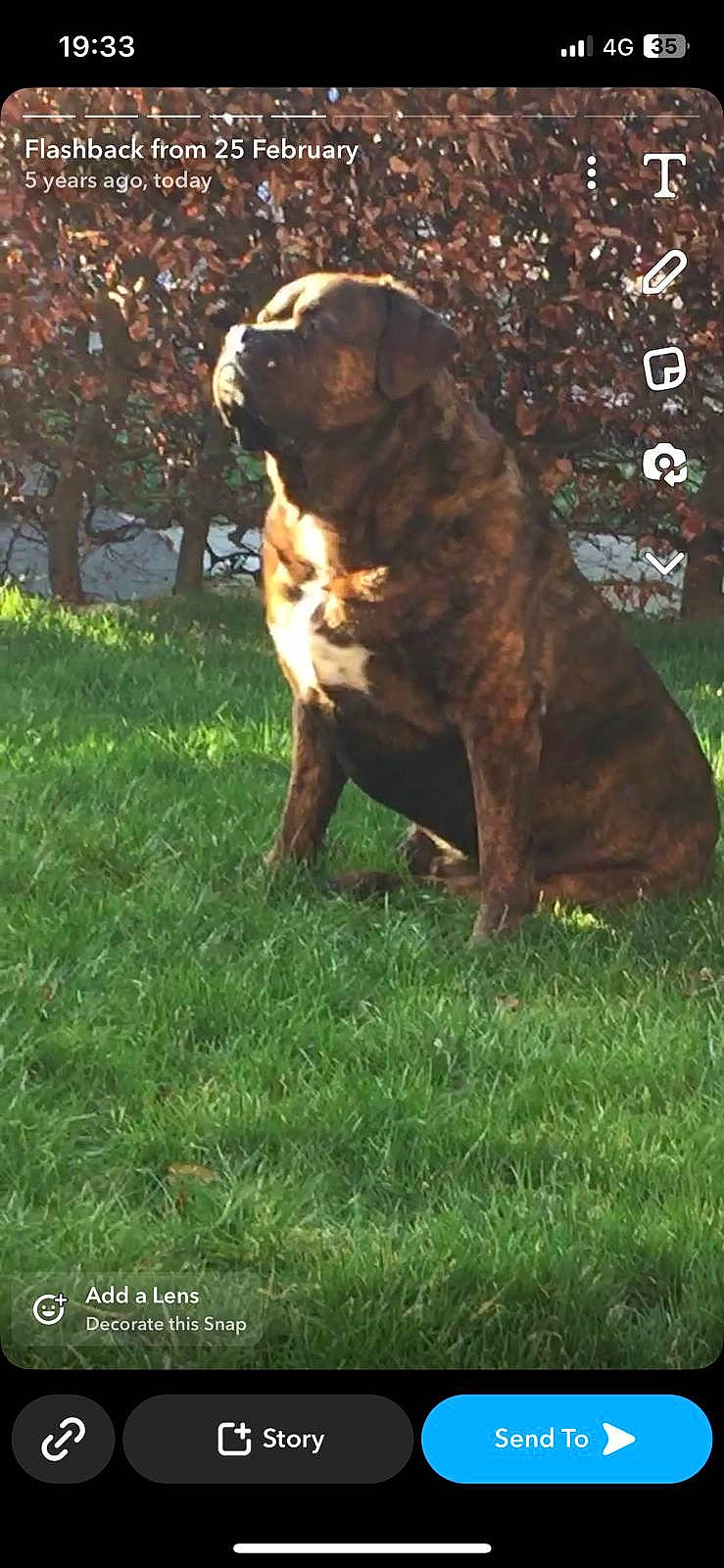 Barny joined the competition — help win amazing prizes! canidae, carnivore, companion_dog, dog, dog_breed, fawn, grass, gun_dog, hunting_dog, liver, plant, sporting_group, tail, terrestrial_animal, tints_and_shades, tree, working_animal, working_dog