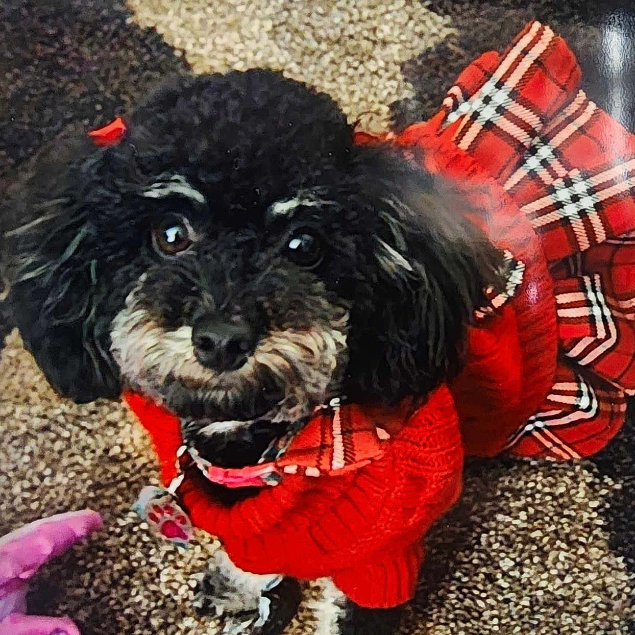 Ellie joined the competition — help win amazing prizes! adorable, animal, black_dog, carpet, close_up, clothing, companion, cute, dog, domestic_animal, fur, indoor, looking_up, pet, pink_toy, plaid_skirt, playful, red_sweater, small_dog, toy