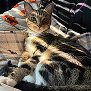 Maxx is registered to the contest to win money with this photo: animal, bat, blanket, cat, collar, cozy, cute, ears, feline, fur, halloween, indoor, pet, pumpkin, relaxed, resting, shadow, sunlight, tabby, whiskers