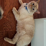 Bear is registered to the contest to win money with this photo: cat, fluffy, cream_colored, collar, blue_collar, wooden_floor, lying_down, pet, indoor, wide_eyes, curious, feline, domestic_animal, flooring, relaxed, whiskers, tail, ears, reflection, close_up