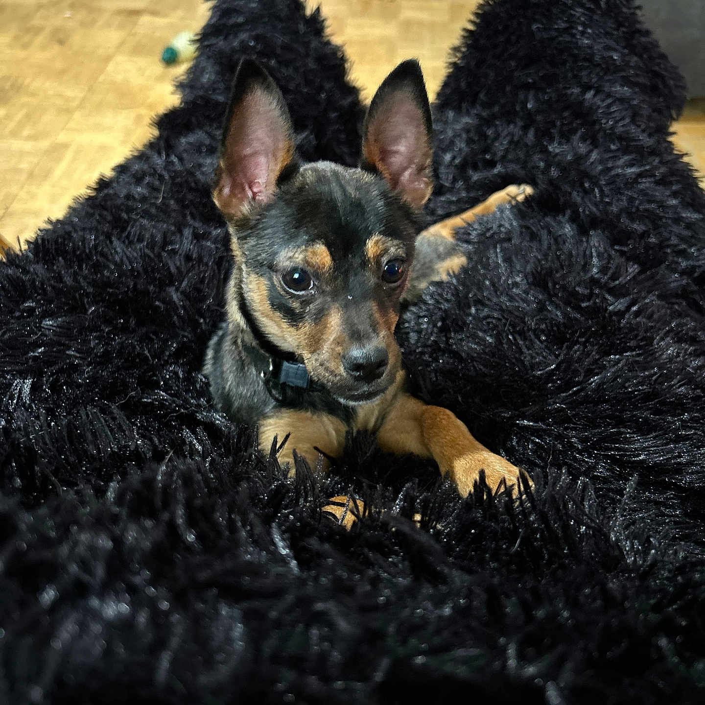 Freya joined the competition — help win amazing prizes! animal, ball, blanket, bulldog, canine, chihuahua, clothing, cockerspaniel, couch, dog, dogbed, footwear, furniture, germanshepherd, hound, pet, puppy, shoe, terrier, wood