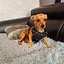 Rebelle a rejoint le concours — aidez-le/la à gagner de superbes lots ! dog, small_dog, brown_dog, leather_couch, fluffy_blanket, fur_pillow, pet_harness, indoor, cozy, alert, animal, companion, cute, sitting, fur, domestic_animal, resting, household, comfort, portrait