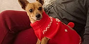 Rebelle a rejoint le concours — aidez-le/la à gagner de superbes lots ! brown_dog, casual_clothing, companion, couch, cozy, cute, dog, furniture, home, indoor, knitted, person, pet, portrait, red_clothing, relaxed, sitting, small_dog, sweater, warm