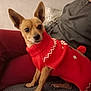 Rebelle a rejoint le concours — aidez-le/la à gagner de superbes lots ! dog, sweater, red_clothing, person, indoor, couch, pet, small_dog, cozy, sitting, relaxed, furniture, knitted, warm, companion, casual_clothing, home, brown_dog, cute, portrait